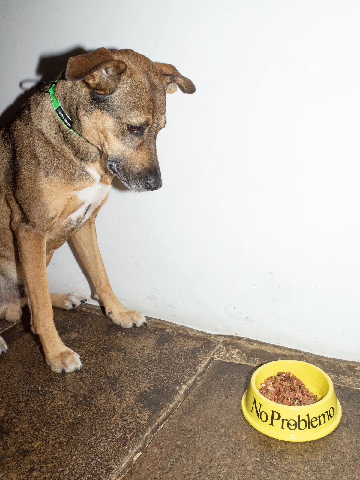 No Problemo No Problemo Pet Bowl Yellow【NP90900.06】(N) 使用例 写真