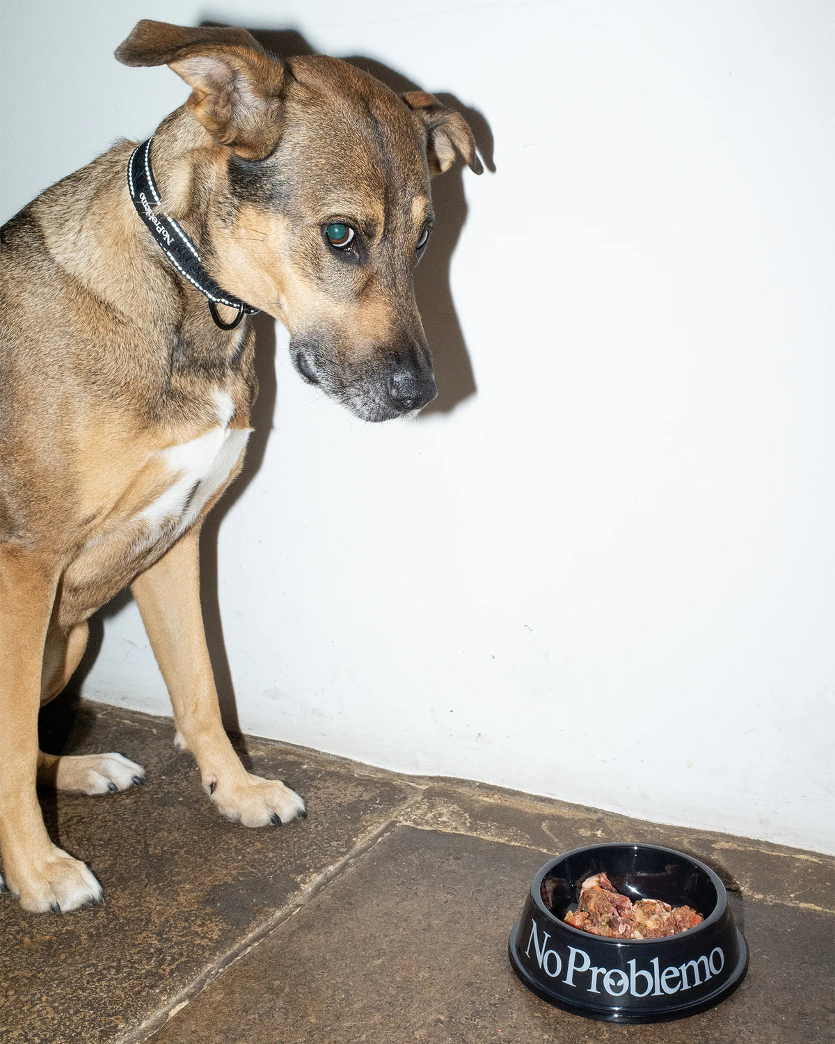 No Problemo No Problemo Pet Bowl Black【NP90900.06】(N)  使用例写真