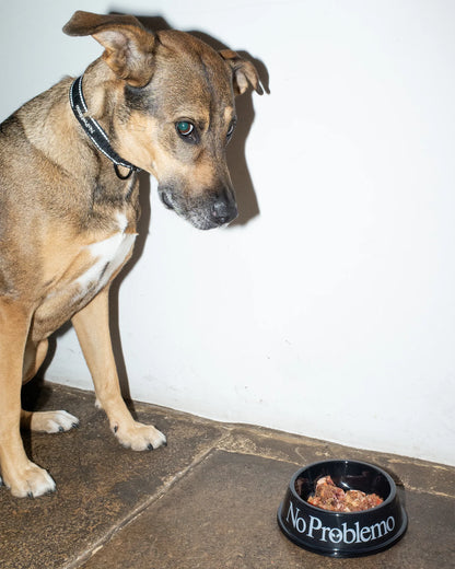 No Problemo No Problemo Pet Bowl Black【NP90900.06】(N)  使用例写真