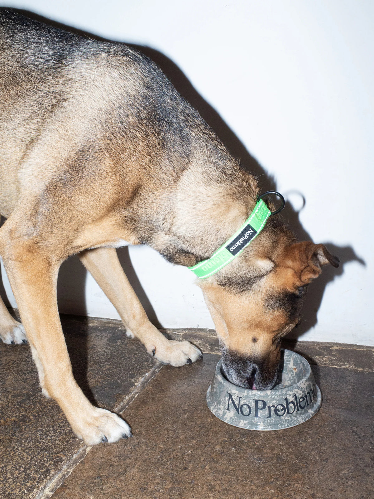 No Problemo No Problemo Pet Bowl Camo【NP90900.06】(N) 使用例写真