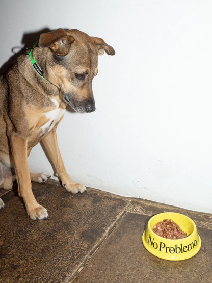 No Problemo No Problemo Pet Bowl Yellow【NP90900.06】(N) 使用例 写真